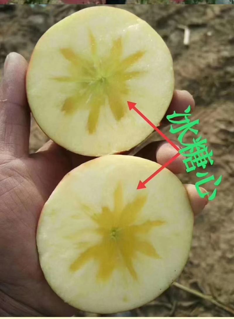 供应冰糖心红富士苹果