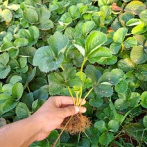 贵美人草莓苗新品种大面积种植南北方适应抗寒四季奶香酸甜草