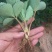 全明星草莓苗地栽盆栽大面积种植南北方适应抗寒四季牛奶草莓