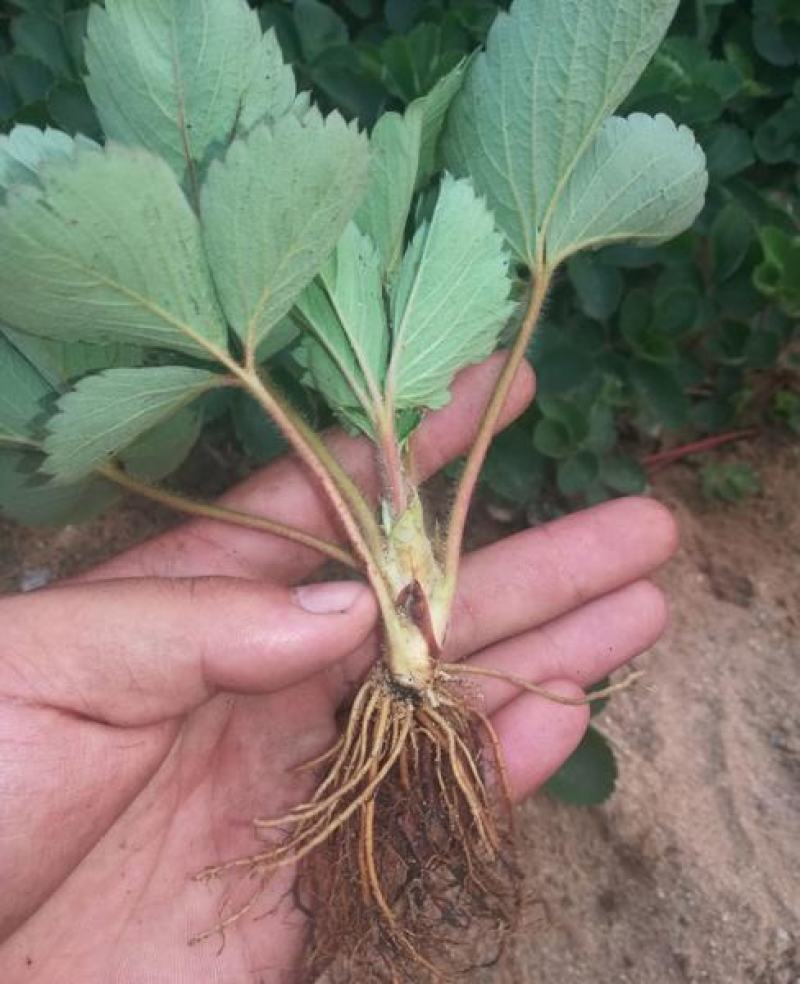 全明星草莓苗地栽盆栽大面积种植南北方适应抗寒四季牛奶草莓