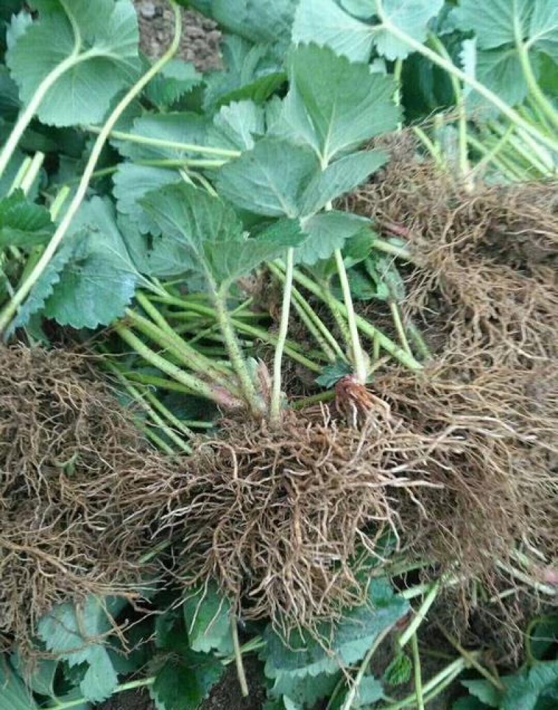 全明星草莓苗地栽盆栽大面积种植南北方适应抗寒四季牛奶草莓