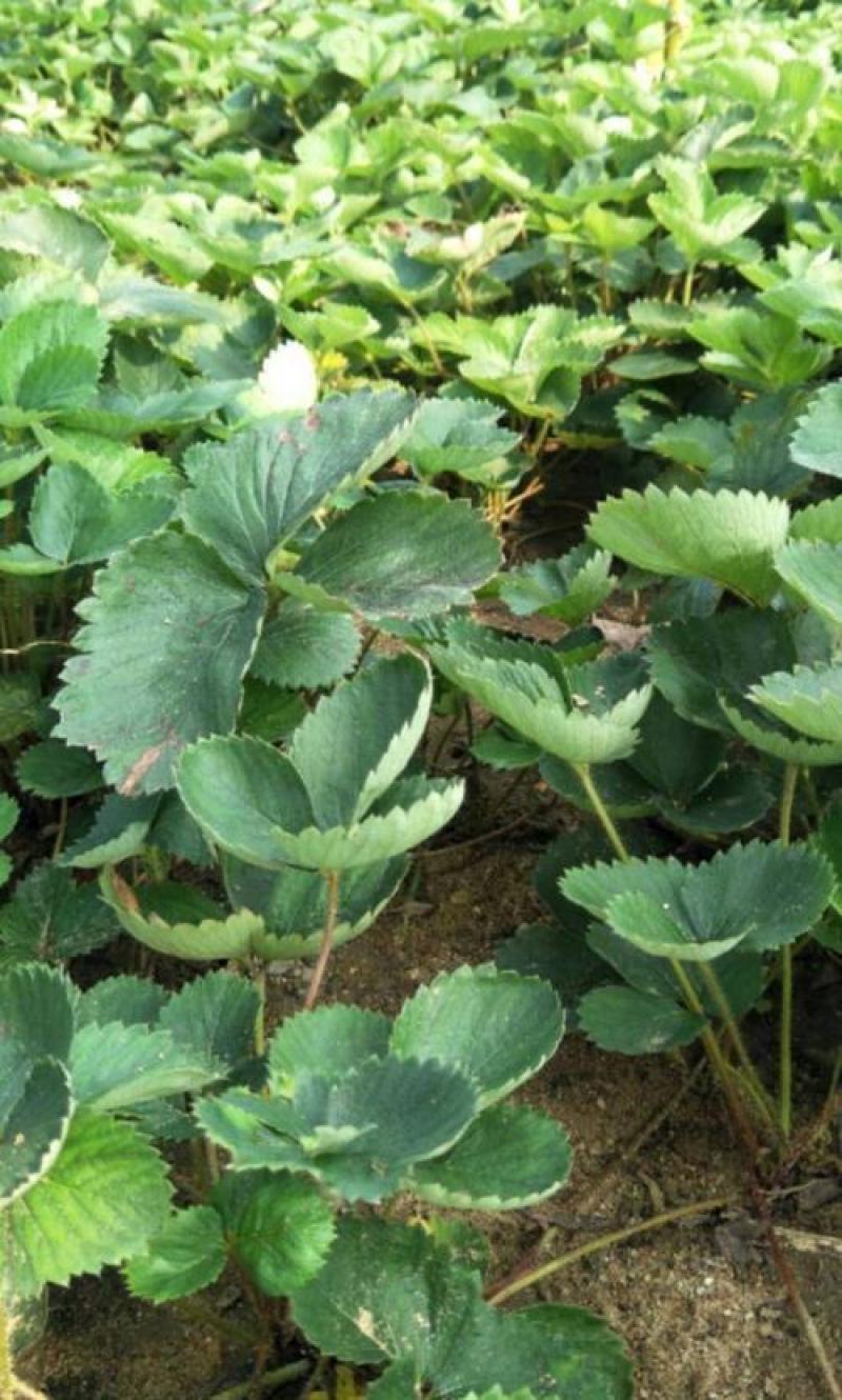 全明星草莓苗地栽盆栽大面积种植南北方适应抗寒四季牛奶草莓
