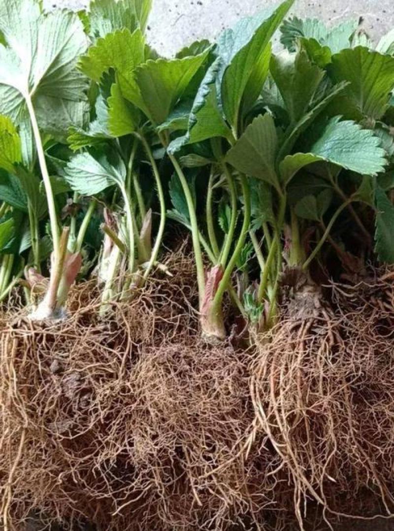 全明星草莓苗地栽盆栽大面积种植南北方适应抗寒四季牛奶草莓