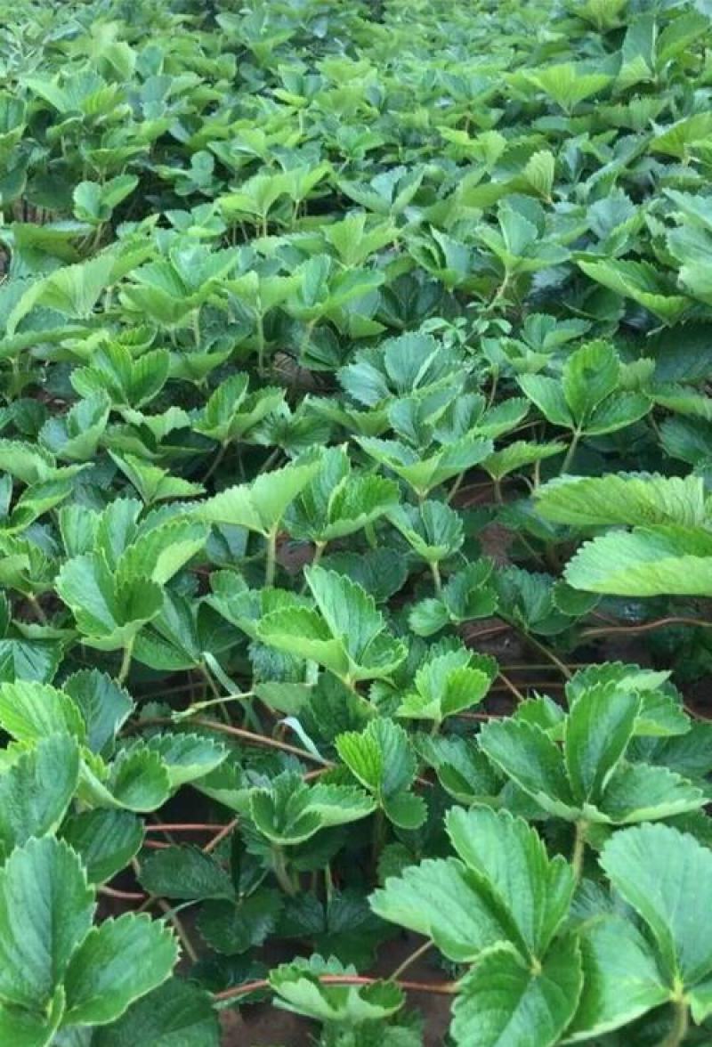 全明星草莓苗地栽盆栽大面积种植南北方适应抗寒四季牛奶草莓