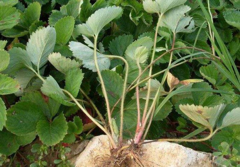 全明星草莓苗地栽盆栽大面积种植南北方适应抗寒四季牛奶草莓
