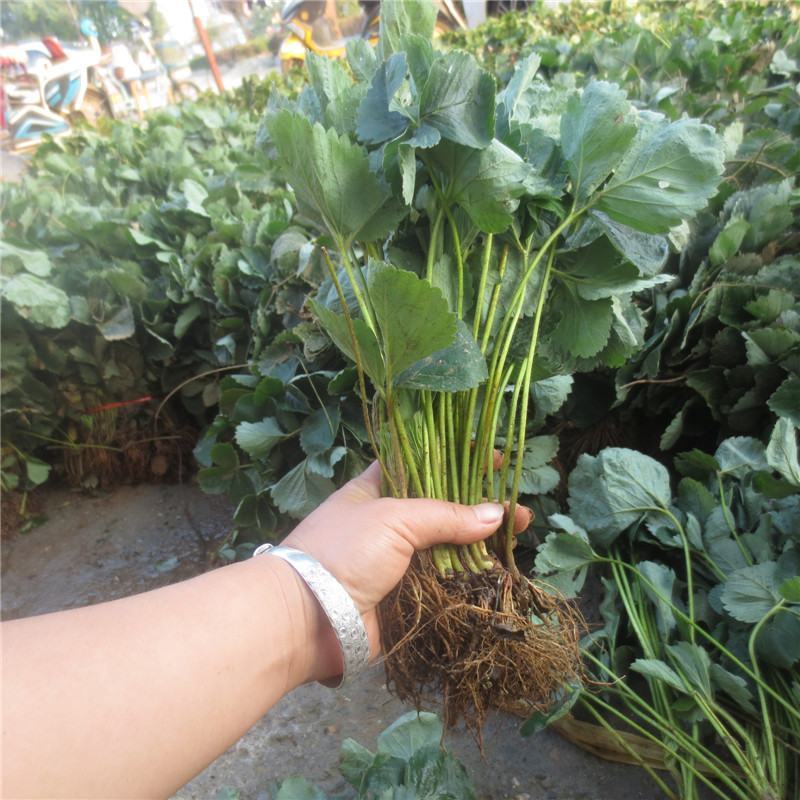 全明星草莓苗地栽盆栽大面积种植南北方适应抗寒四季牛奶草莓