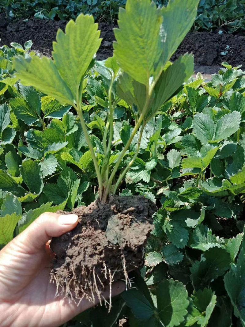 全明星草莓苗地栽盆栽大面积种植南北方适应抗寒四季牛奶草莓