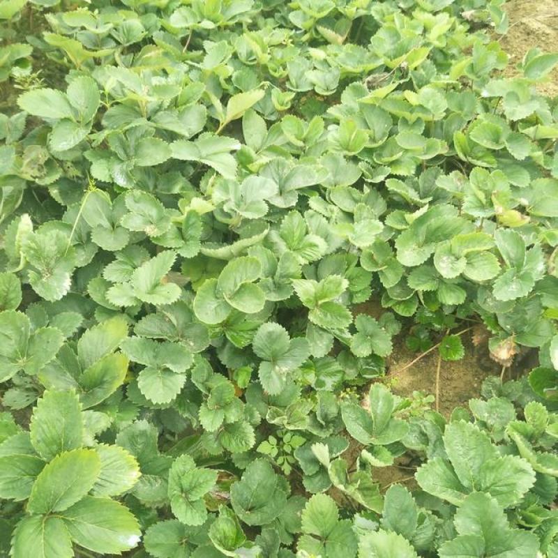 全明星草莓苗地栽盆栽大面积种植南北方适应抗寒四季牛奶草莓