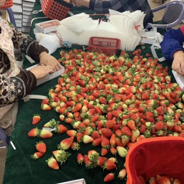主打云南草莓各种品质包甜保质保量价格便宜