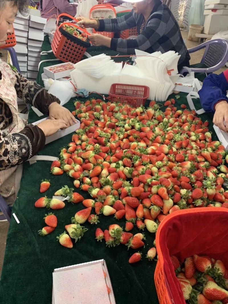 主打云南草莓各种品质包甜保质保量价格便宜