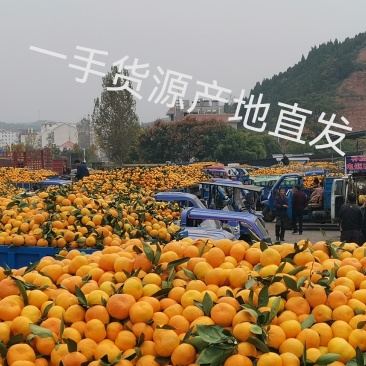 湖北丹江口特早熟小叶蜜桔柑橘产地一手货源大量供货