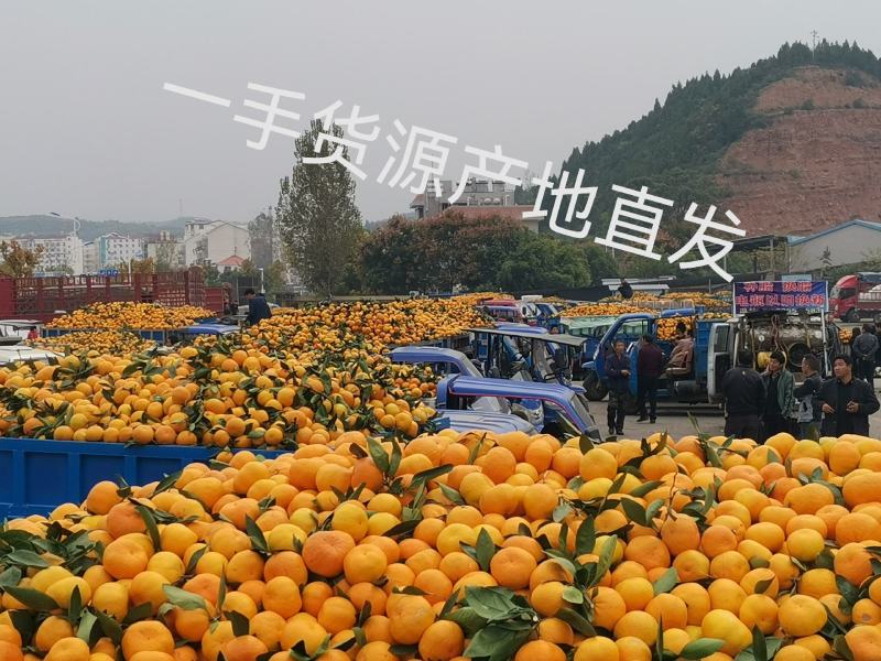 湖北丹江口特早熟小叶蜜桔柑橘产地一手货源大量供货