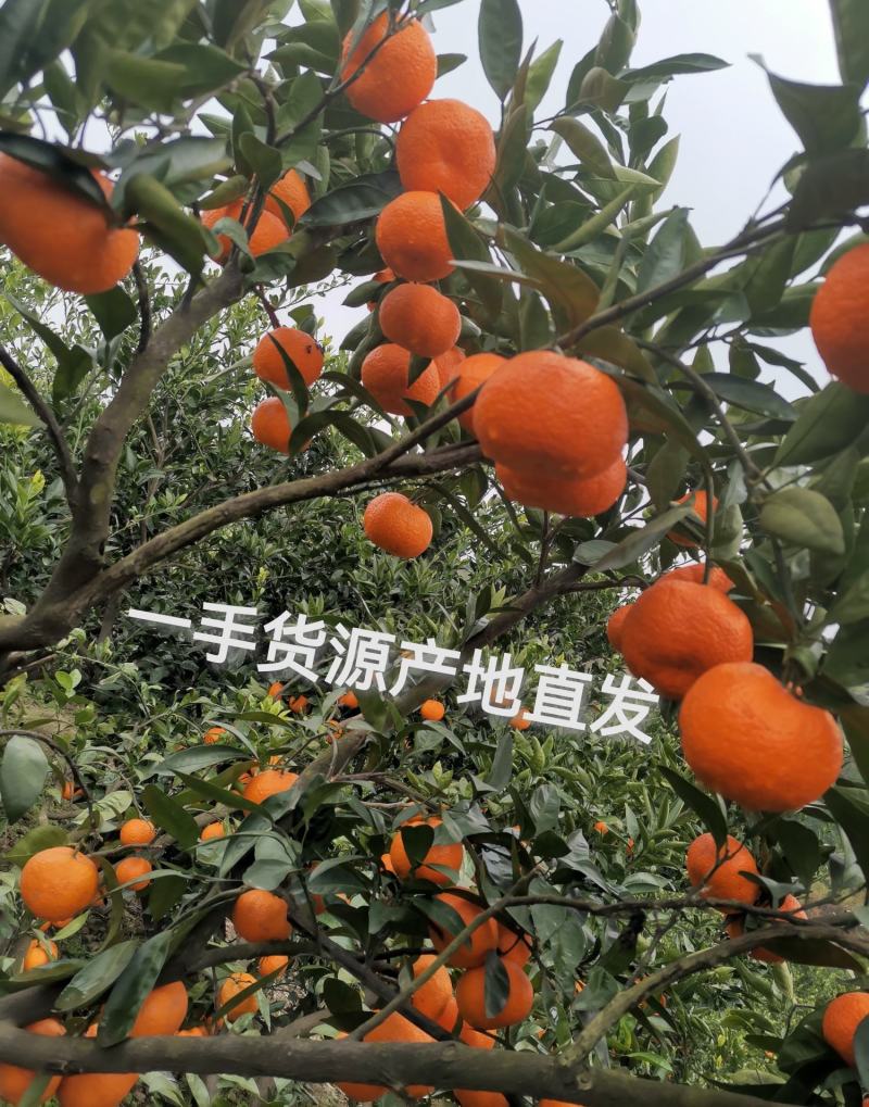 陕西汉中城固县早熟蜜桔(柑橘)一手货源大量供应