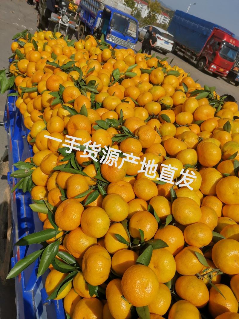 陕西汉中城固县早熟蜜桔(柑橘)一手货源大量供应