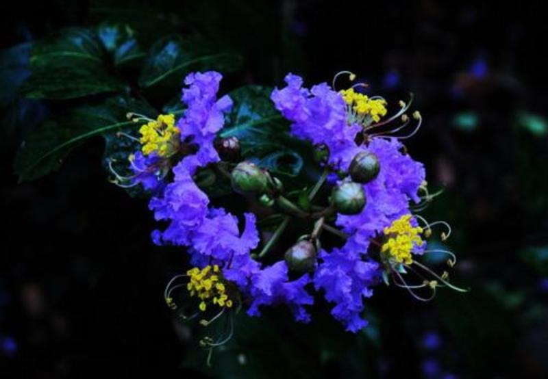 蓝花翠紫薇苗【紫薇新品种，开蓝色花的，又叫蓝薇】