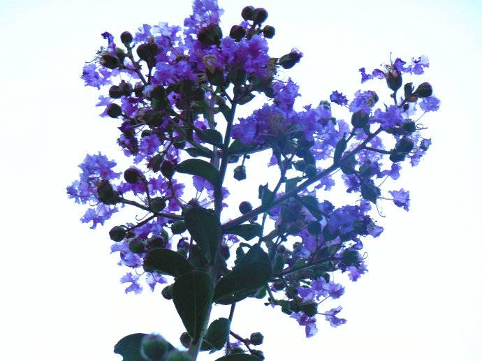百合花与女性手部特写