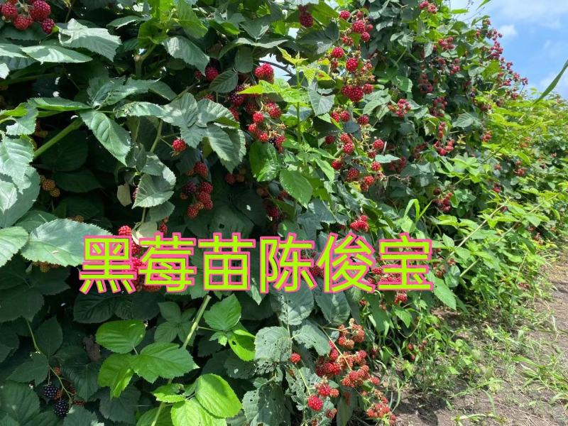 黄树莓苗，常年批发各种各样苗木，当年栽苗当年挂果适合南北