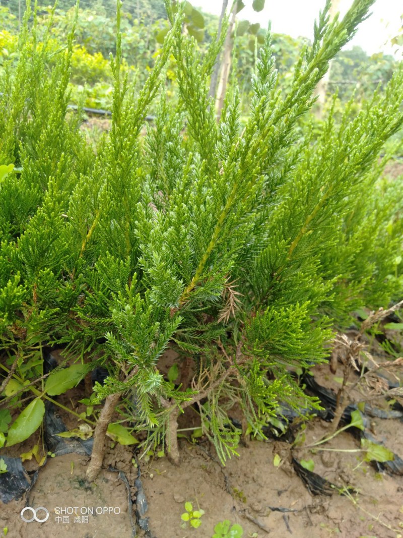 龙柏苗杯苗
