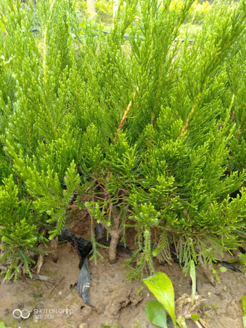 龙柏苗杯苗