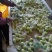 广西平南大青枣蜜丝枣牛奶枣金桃青枣大量上市中