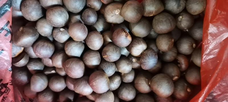 鸠坑春茶种子，龙井茶种子鄂茶种子浙农117茶叶种子乌牛早