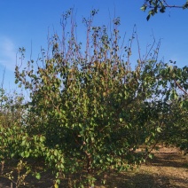 杏树，8-25公分杏树