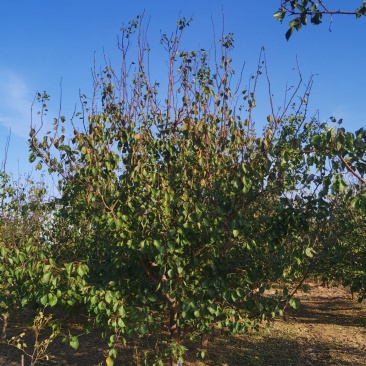 杏树，8-25公分杏树