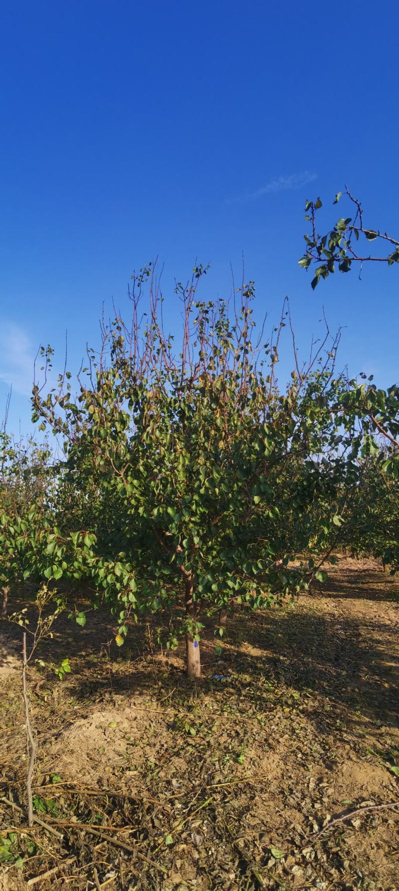 杏树，8-25公分杏树