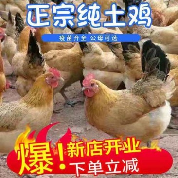 固始鸡苗青脚土鸡苗纯土鸡苗青脚麻羽青爪小脚土鸡公苗母苗