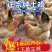 固始鸡苗青脚土鸡苗纯土鸡苗青脚麻羽青爪小脚土鸡公苗母苗