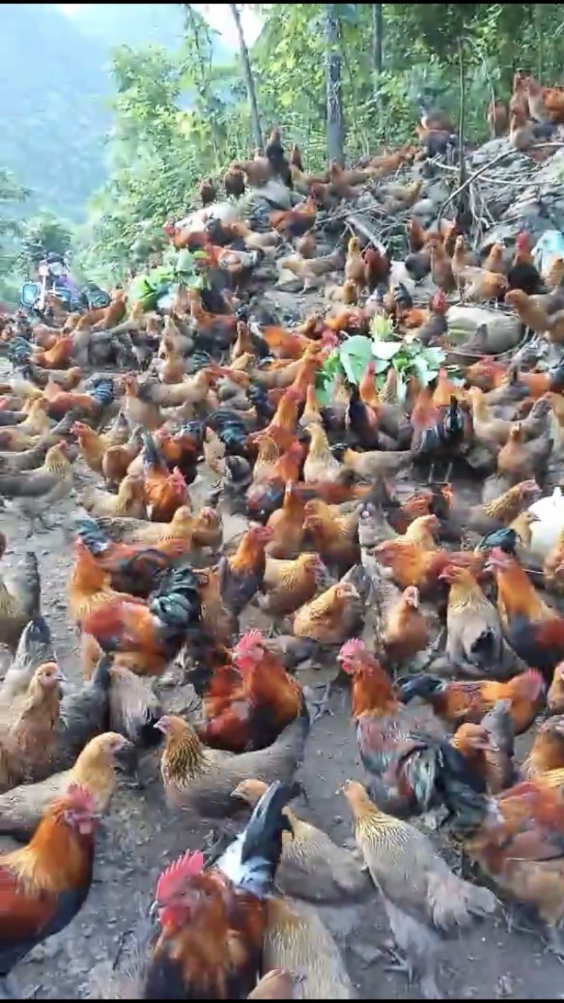 固始鸡苗青脚土鸡苗纯土鸡苗青脚麻羽青爪小脚土鸡公苗母苗