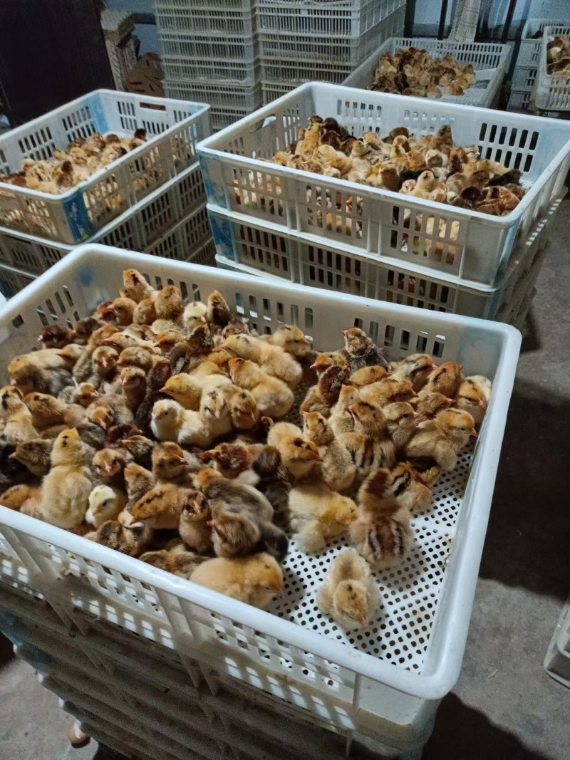 固始鸡苗青脚土鸡苗纯土鸡苗青脚麻羽青爪小脚土鸡公苗母苗