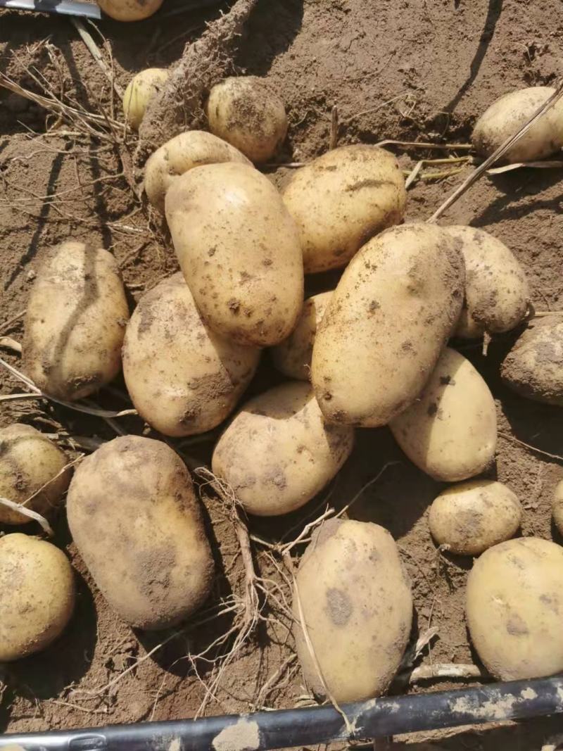 大量出售五川黄心土豆，V七，希森，226，全部黄心土豆