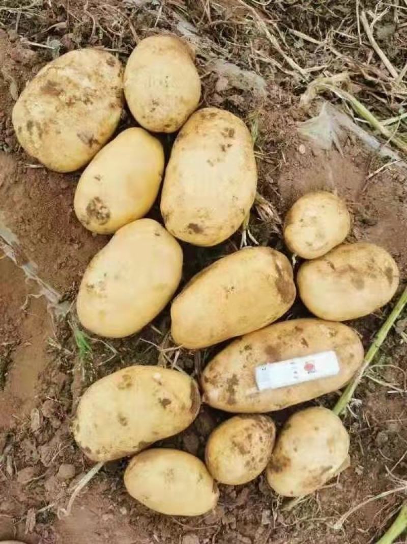 大量出售五川黄心土豆，V七，希森，226，全部黄心土豆