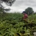 中国江西正宗中花吴茱萸苗扦插大小苗便宜卖了