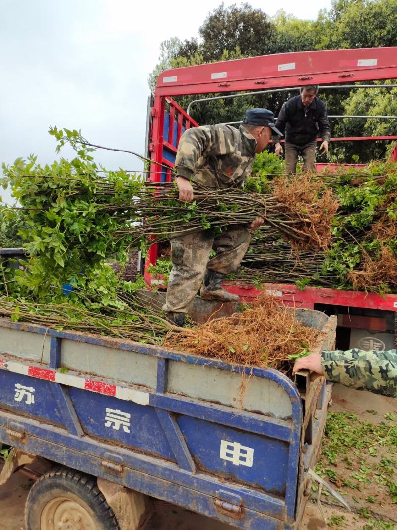 中国江西正宗中花吴茱萸苗扦插大小苗便宜卖了