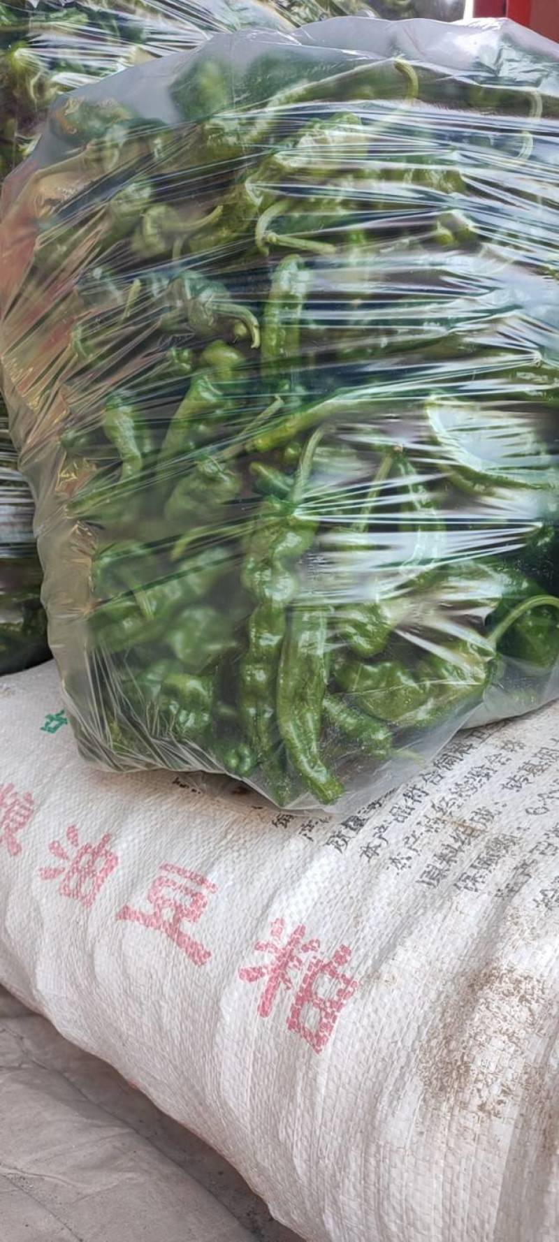 辣椒代办，小皱皮辣椒龚垒瓜果蔬菜交易行装箱，装框