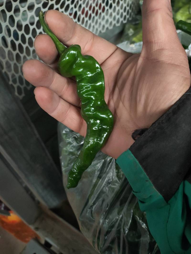 辣椒代办，小皱皮辣椒龚垒瓜果蔬菜交易行装箱，装框