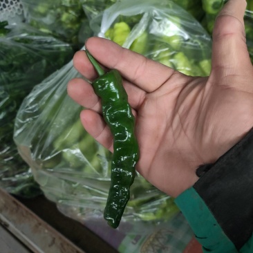 辣椒代办，小皱皮辣椒龚垒瓜果蔬菜交易行装箱，装框