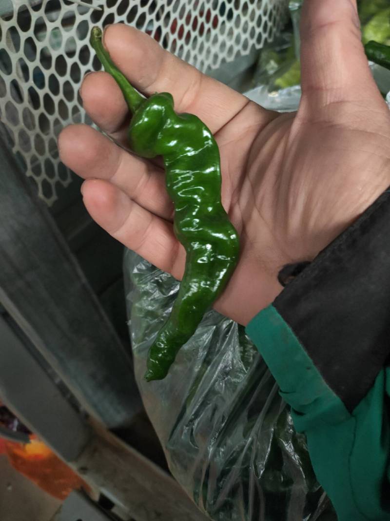 辣椒代办，小皱皮辣椒龚垒瓜果蔬菜交易行装箱，装框
