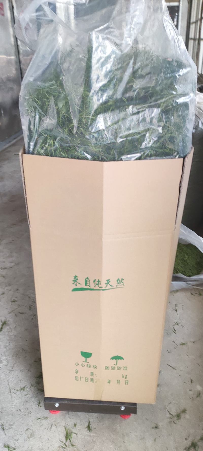 石竹茶，基地仿野生种植，口感好，中药茶，海药本草农业科技