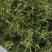 石竹茶，基地仿野生种植，口感好，中药茶，海药本草农业科技