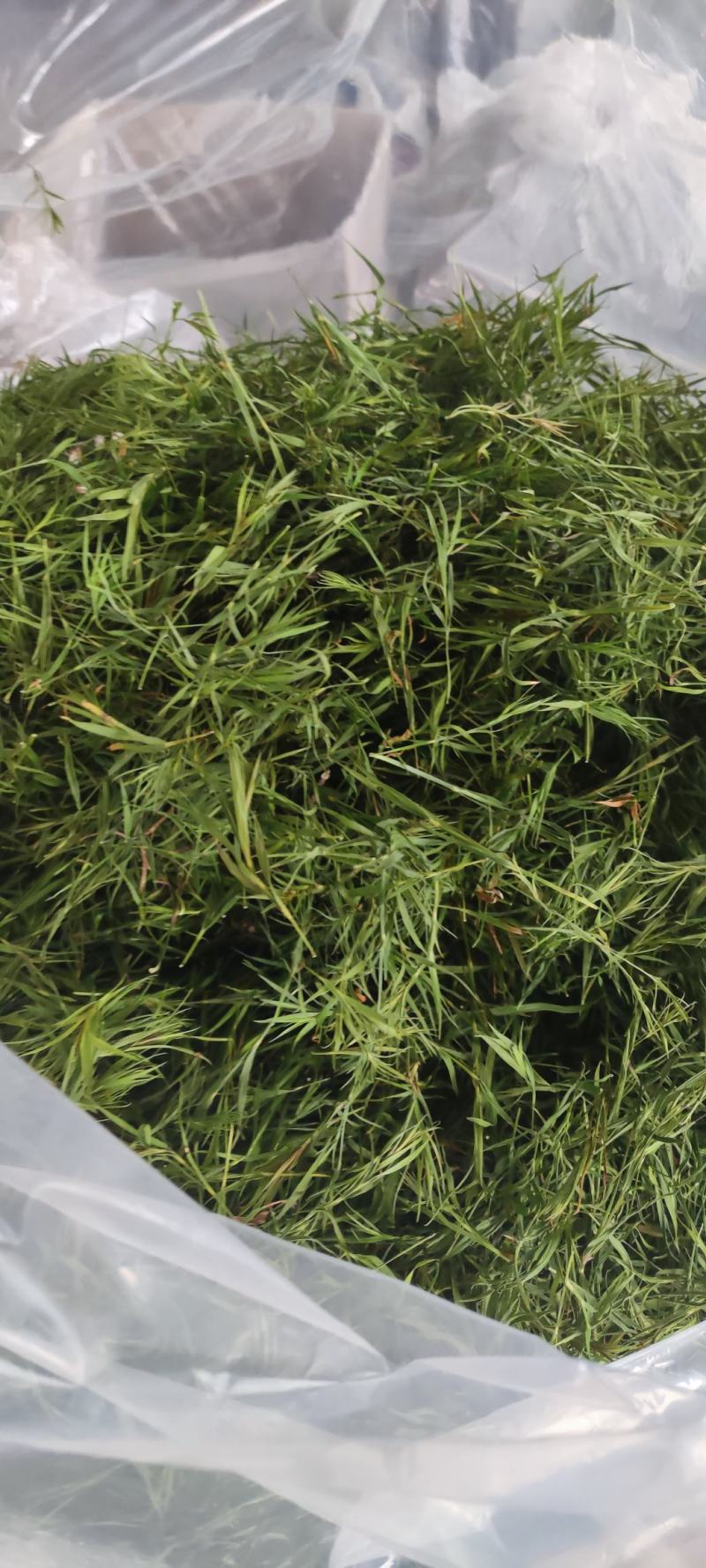 石竹茶，基地仿野生种植，口感好，中药茶，海药本草农业科技
