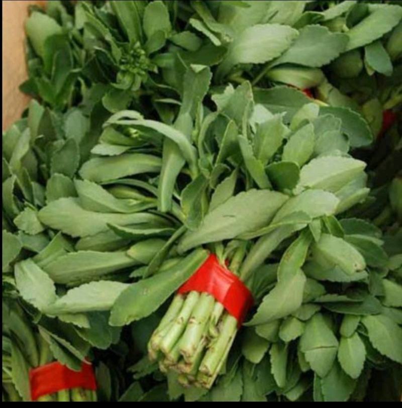 石竹茶，基地仿野生种植，口感好，中药茶，海药本草农业科技