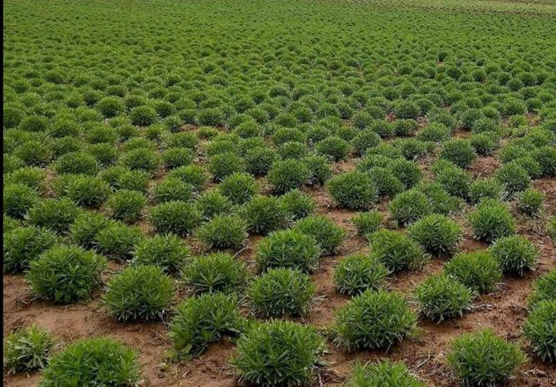 石竹茶，基地仿野生种植，口感好，中药茶，海药本草农业科技