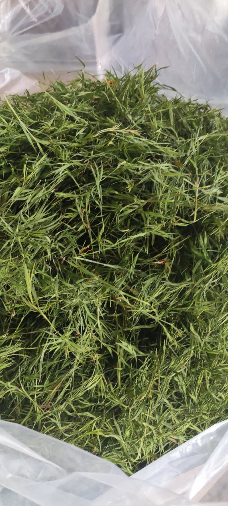 石竹茶，基地仿野生种植，口感好，中药茶，海药本草农业科技