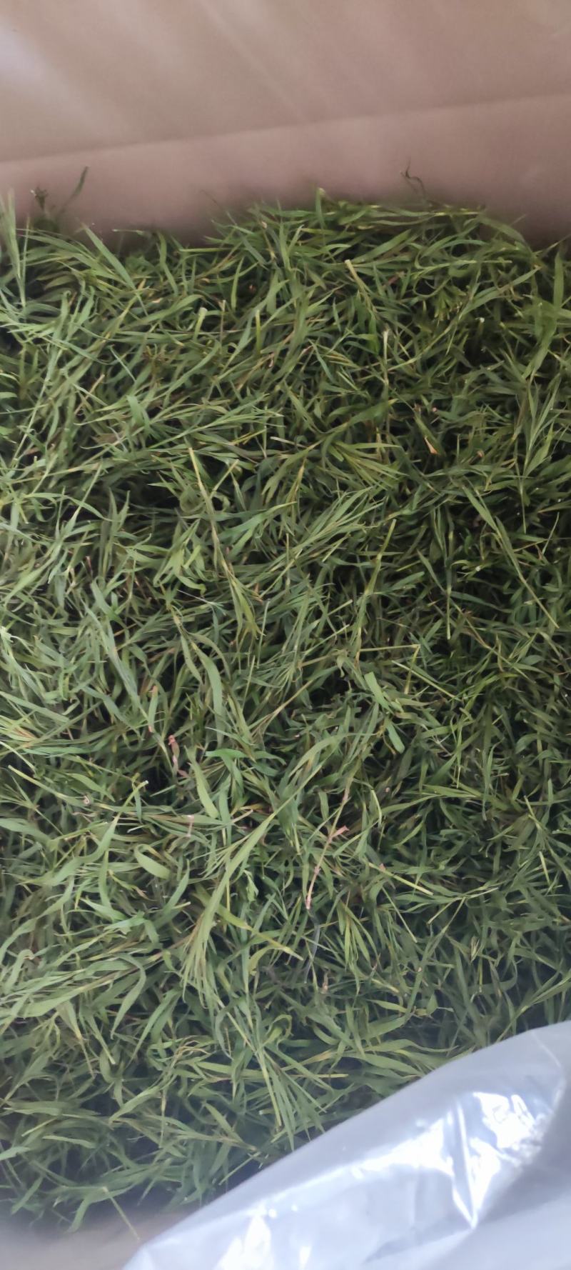 石竹茶，基地仿野生种植，口感好，中药茶，海药本草农业科技