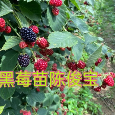 黑莓苗，黑莓种植，黑莓苗当年栽苗当年少量挂果产量高耐运输