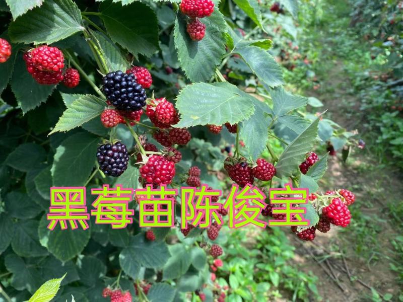 黑莓苗，黑莓种植，黑莓苗当年栽苗当年少量挂果产量高耐运输