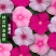 长春花种子日日春四季开花不断易种易活室内阳台盆栽庭院花种